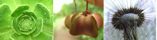 Gesellschaft für Gartenbau und Therapie - Wer wir sind