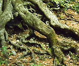 Gesellschaft für Gartenbau und Therapie - Kontakt