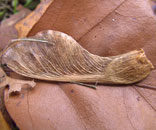 Gesellschaft für Gartenbau und Therapie - Links