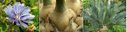 Gesellschaft für Gartenbau und Therapie - Mitgliederbereich