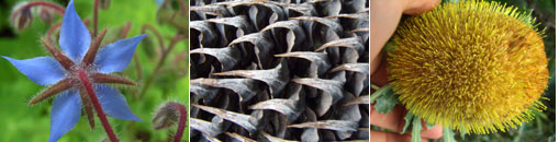 Gesellschaft für Gartenbau und Therapie - Sitemap