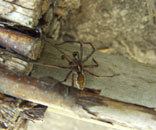 Gesellschaft für Gartenbau und Therapie - Sitemap